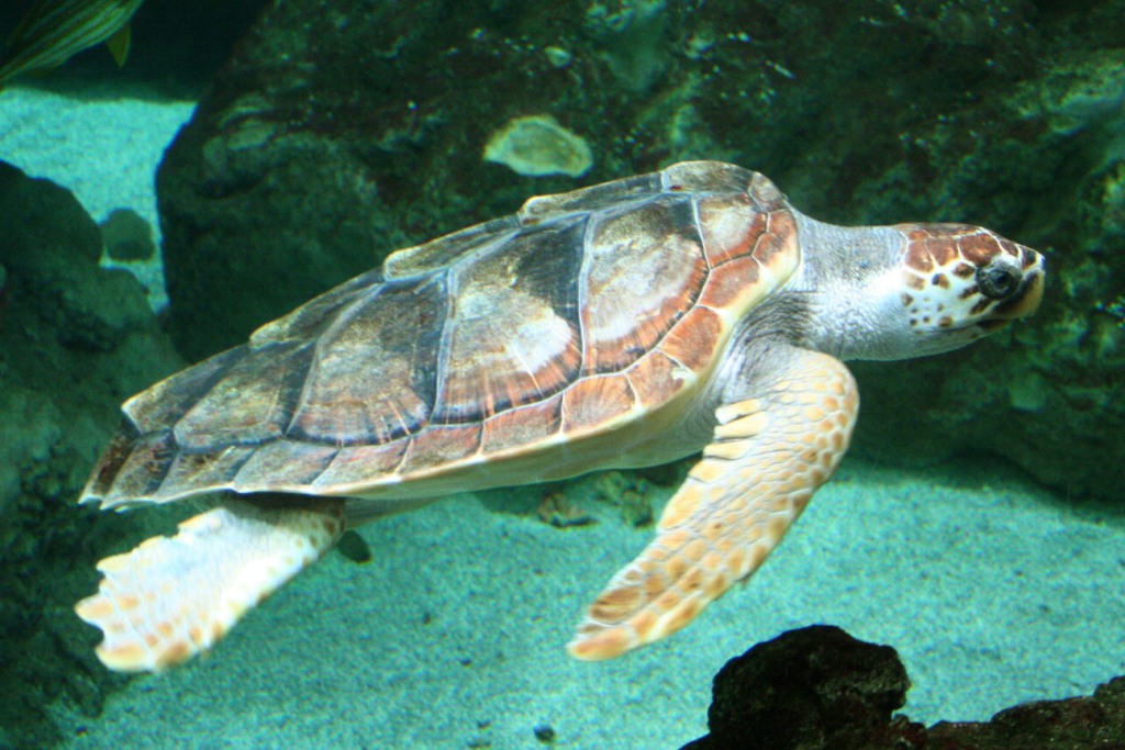1A loggerhead sea turtle, by far the most common species of marine turtle in the Canary Islands - Caretta_caretta_060417w2